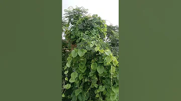 beauty of giloy vine plant #giloy #leaves |#oxygengarding|#green #garden