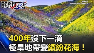 百年難得一遇! 400年沒下一滴的極旱死亡地帶變繽紛沙漠花海! 關鍵時刻 20170630-3 陳耀寬 傅鶴齡 朱學恒