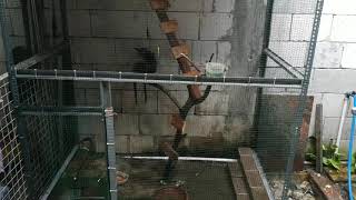 Bersihin Kandang Musang Di Belakang Rumah Skaligus Mandiin Musang.