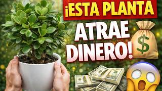 La Planta Que Atrae Dinero Y Buena Suerte Debes Tenerla