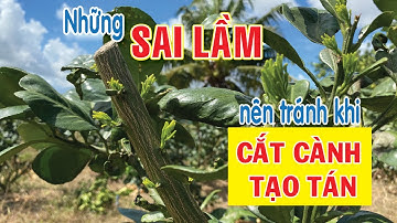 CẮT CÀNH TẠO TÁN sao cho đúng cách. Những SAI LẦM nên tránh khi cắt cành | Bưởi Da Xanh