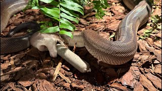 Why Are Our Snakes Eating Sausages!? New Reptile Room!