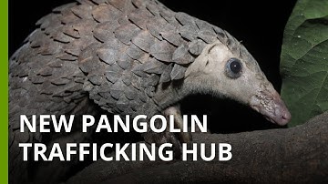 New global trafficking hub for pangolins in Nigeria