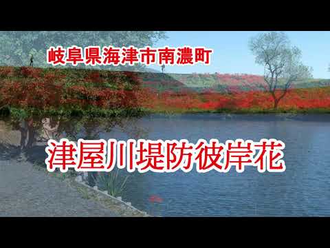 津屋川堤防彼岸花2019.9.20（岐阜県海津市南濃町）