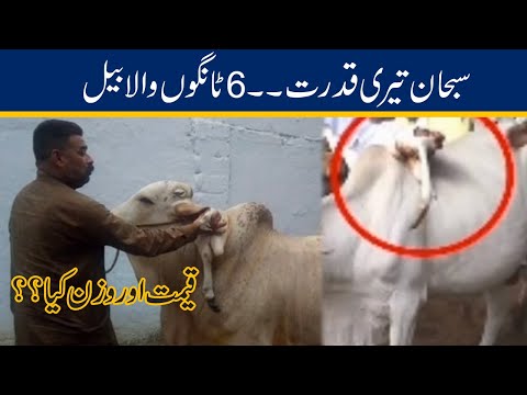 6 Legs Of a Cow Shocked Everyone