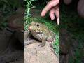 Fun Catch Frogs Catch Frog Funny Catching Big Froggy Shorts Fun Catch Frogs Catch Frog Funny Catching Big Froggy Shorts