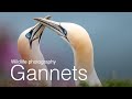 Wildlife Photography: Photographing Gannets at RSPB Bempton Cliffs