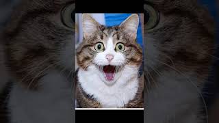 Смешные котики и собачки 🐾 / Funny Animal Moments 2025 | Угарные пушистики для всех🐱🐶#shorts