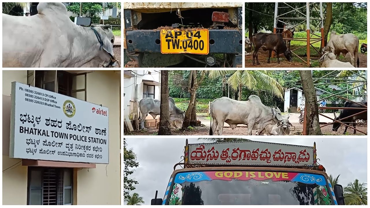 police-captured-9-cows-from-bunder-road-6th-cross-bhatkal-driver