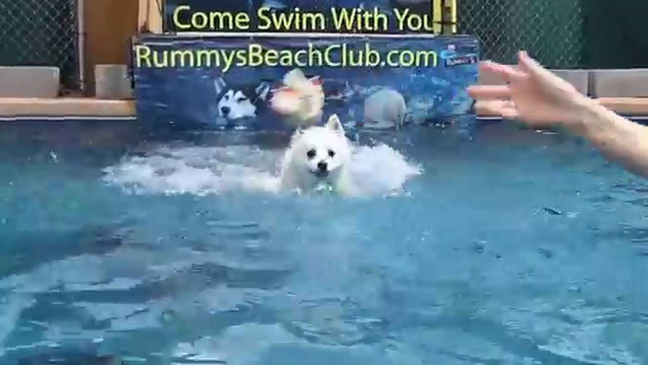 american eskimo dog toy for sale miniature american eskimo dog nicky dock jumps onto swimming pool american eskimo dog toy for sale miniature american eskimo dog nicky dock jumps onto swimming pool