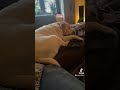 Alex der große #tiktok #labrador #dog #puppy #pets #hunde #funny