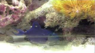 Are Triggerfish reef safe