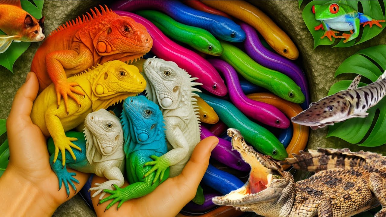 Catch beautiful aquarium fish in small pond: baby turtles, Iguana, Oscar fish, catfish, Frogs, Shark