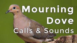 Mourning Dove Calls and Sounds (2024)  The THREE noises these birds make!