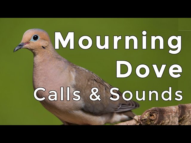 What Sound Does A Mourning Dove Make?  