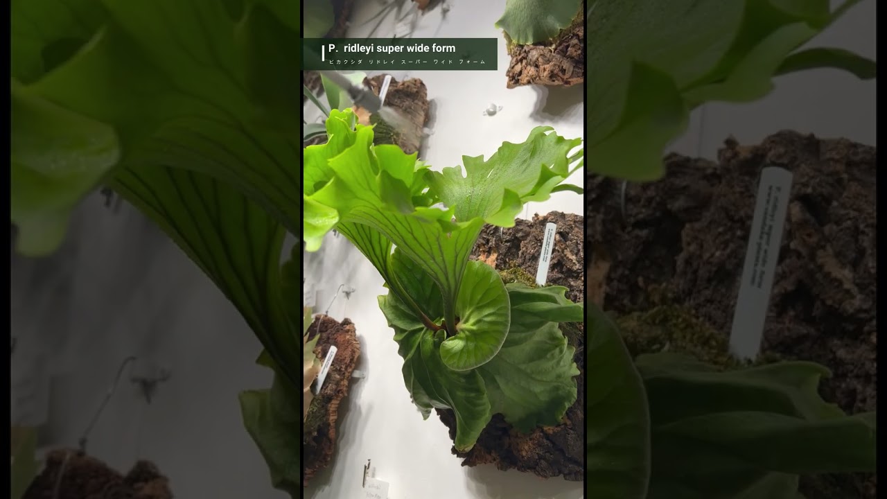 ビカクシダ #リドレイ #スーパーワイド #platycerium #ridleyi