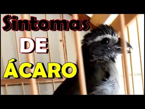 Vídeo: Infecção Por ácaros Do Saco De Ar Em Pássaros