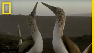 To attract females, blue-footed booby males have know how use their
feet. ➡ subscribe: http://bit.ly/natgeosubscribe about national
geographic: nationa...