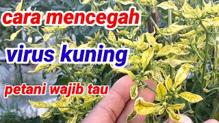 Cara mengatasi virus cabe || trik bkr pertanian