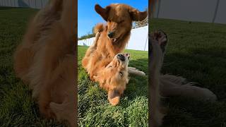 Welcome To Juric Bark