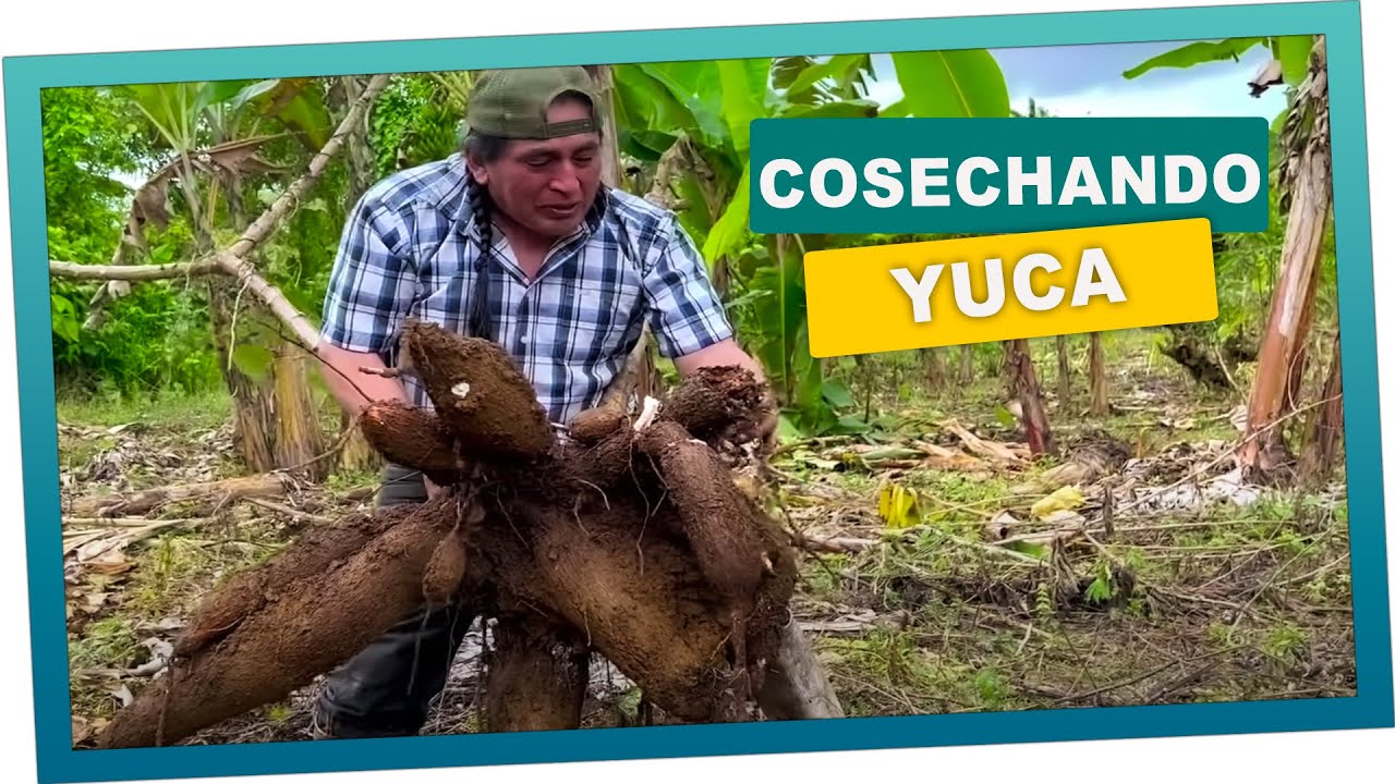La mejor cosecha de yucas con don valentin