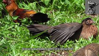 RED JUNGLE-FOWLS sunbathing, Singapore 