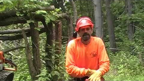 jimwardwhitetailacademy.com - The Trap...Trail Between Buck & Doe Beds