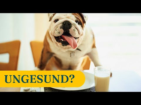 Video: Wie man einem Hund hilft, der Milch getrunken hat