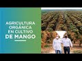 Agricultura orgánica en cultivo de mango