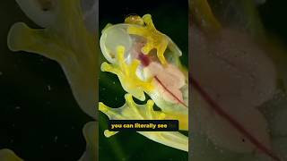 Glass Frog: See Its Heart Beat!