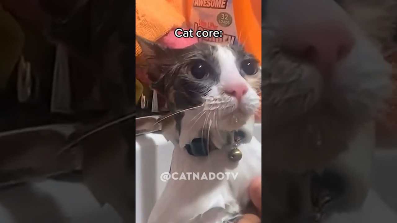cat core🐈