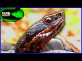 Blood Moccasin?! - Searching for Crazy Colored Cottonmouths!