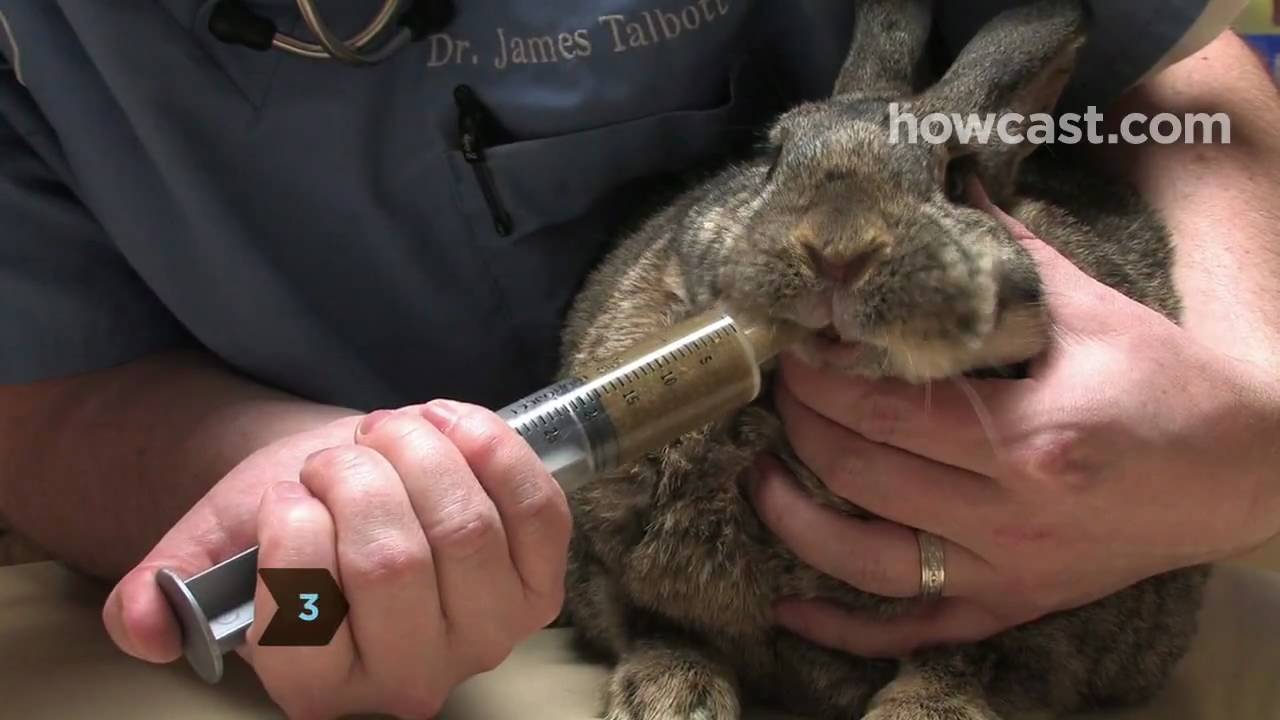 A question The Rabbit Doctors are - The Rabbit Doctors