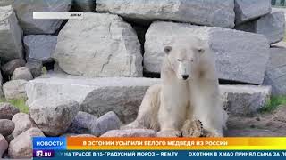 В Эстонии усыпили подаренного Москвой белого медведя В Эстонии усыпили подаренного Москвой белого медведя