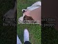 Her name is Coco🥹 #puppy #animal #cute #dog #energetic