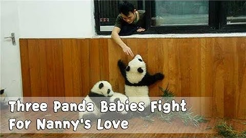 Three Panda Babies Fight For Nanny