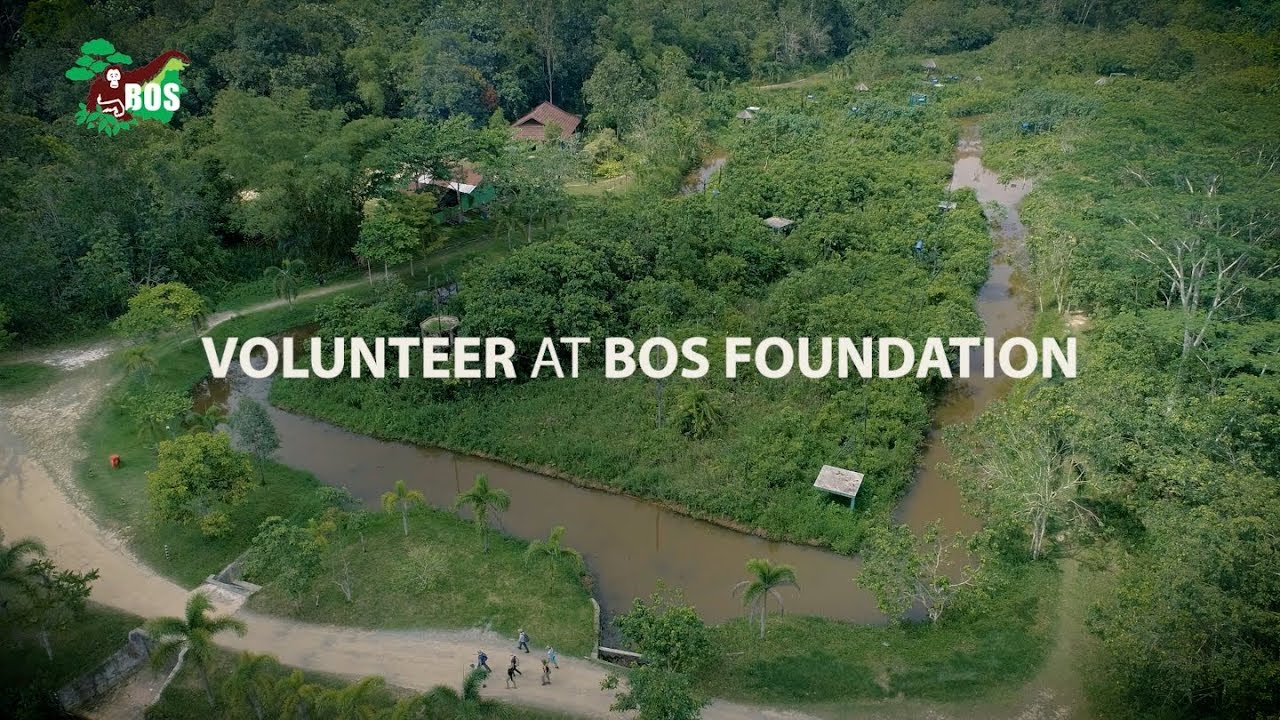 Volunteer for Orangutans!