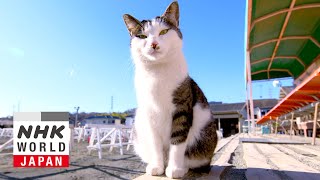 Tokyo: Tama for Healing  A Cat'sEye View of Japan