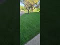 WARNING TURF TYPE TALL FESCUE LAWNS WATCH THIS VIDEO BEFORE ITS TOO LATE WARNING TURF TYPE TALL FESCUE LAWNS WATCH THIS VIDEO BEFORE ITS TOO LATE