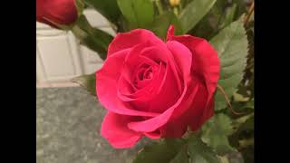 Thine Alone by Victor Herbert