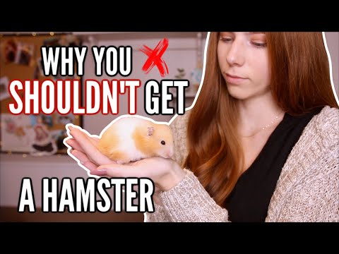 Video: 5 grunde til ikke at have en pet hamster