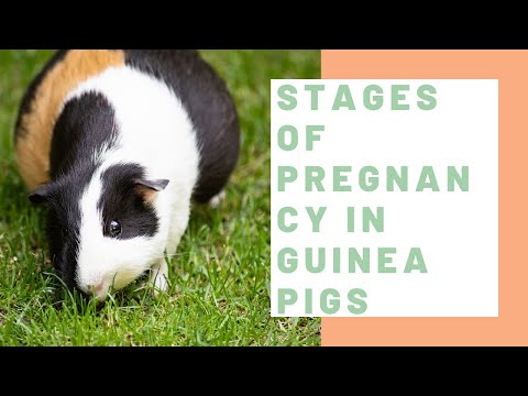 वीडियो: गिनी पिग्स में गर्भावस्था विषाक्तता