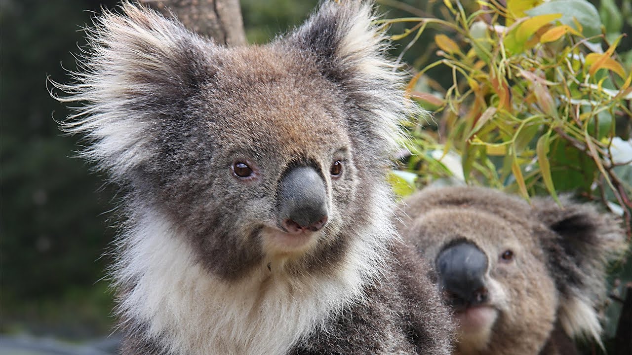 Cairns Kuranda Koala Gardens And Birdworld Youtube