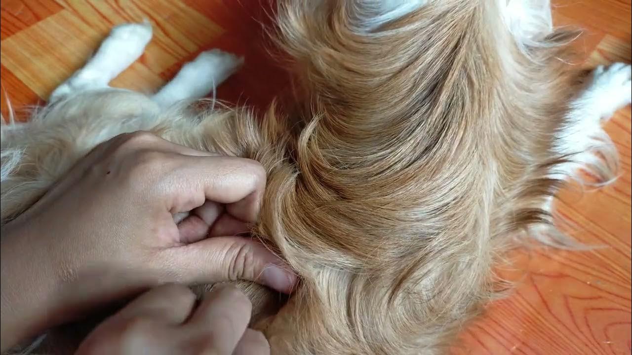 clean dog after months of no bath YouTube