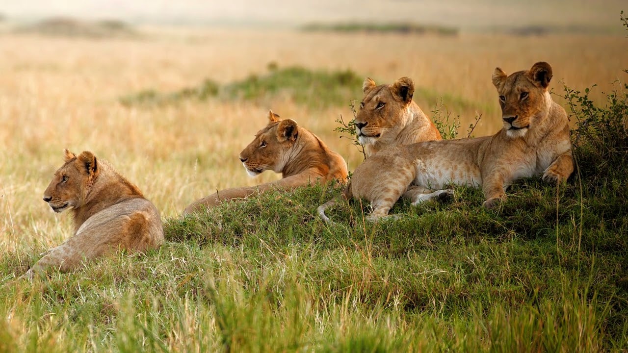 Lion's crowd | wildlife photography | copyright free videos | animal videos| no copyright| lion herd