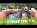 Dasu breeds pigeon complete setup  ft sk abdul hai  howrah bagnan  91 9748 414243