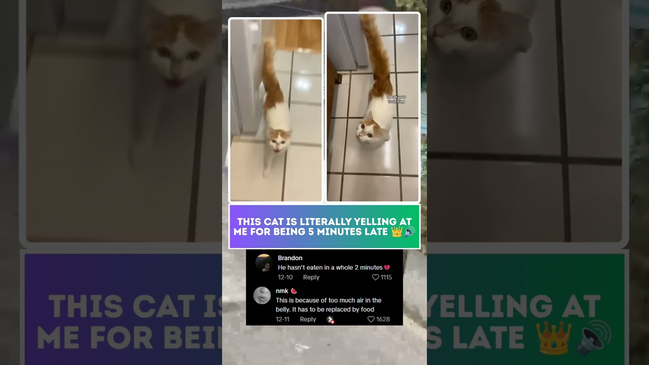 Yelling Cat Demands Dinner NOW! 😡 The Hunger Is Real 😹 