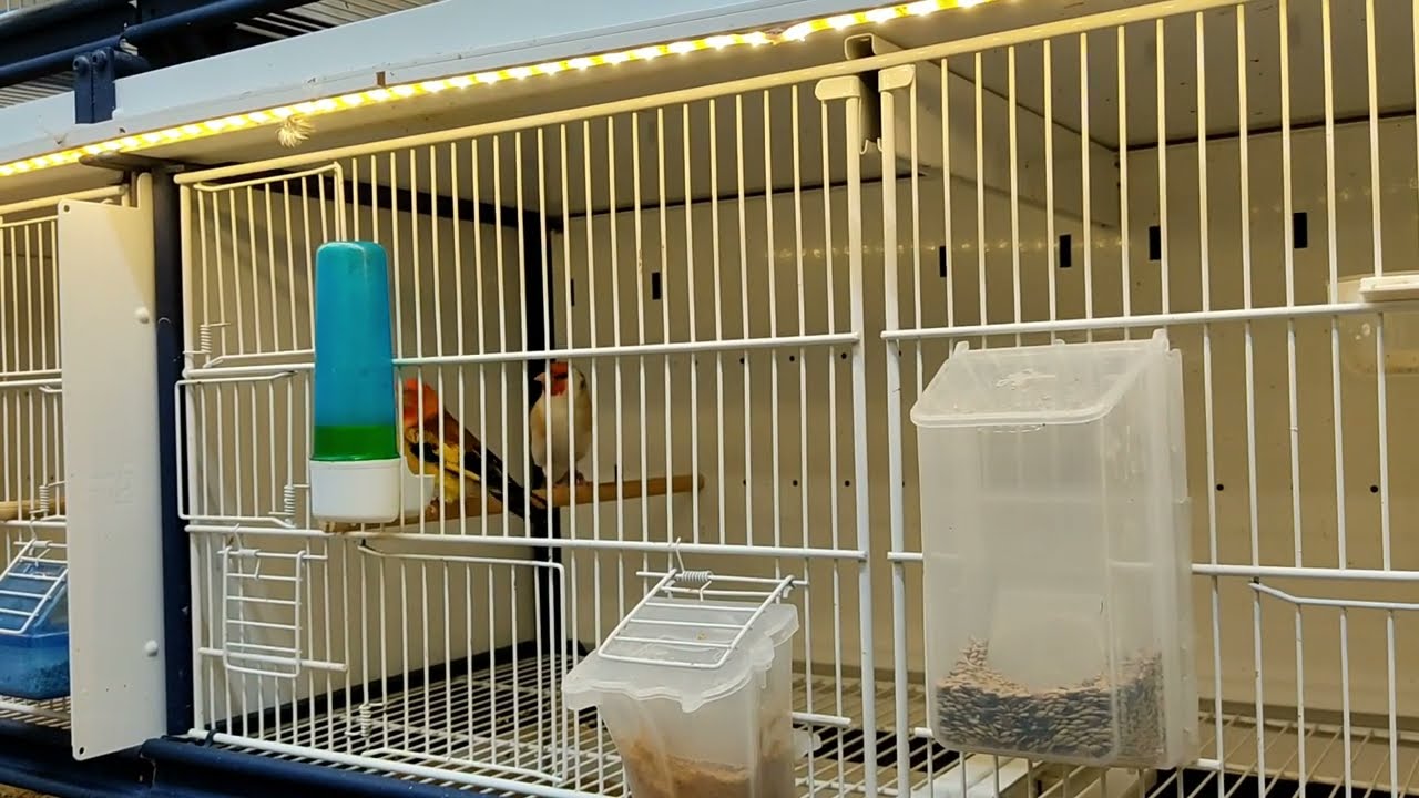 3 Episod 13/ des belles mutations de chardonneret. الحسون الطفرةchardonneret goldfinch