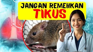 Waspadai Tikus Rumah! Ini 5 Penyakit Serius yang Bisa Ditularkan