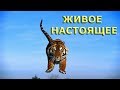 ЖИВОЕ НАСТОЯЩЕЕ [Н. Махарадж]